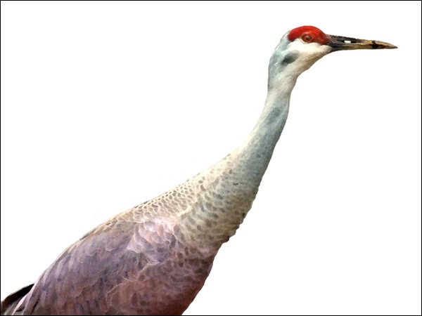 Sandhill Crane No. 4