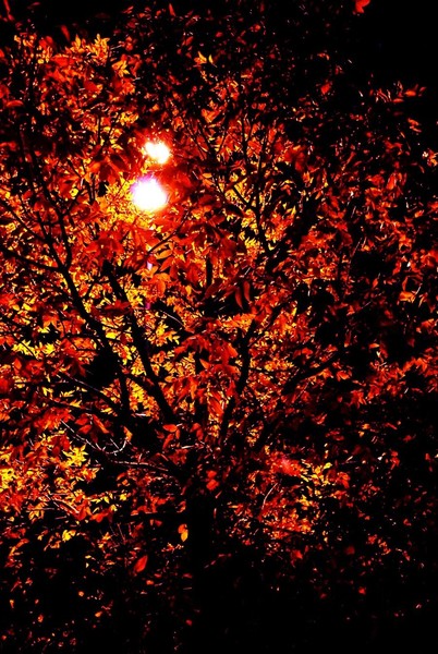 Tree Burst