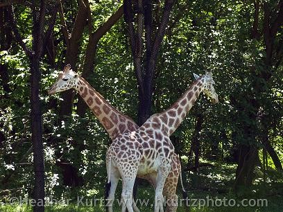 Giraffe Crossing!