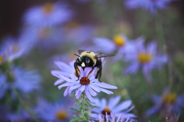 Beez