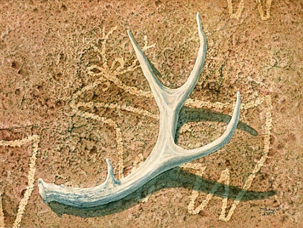 Deer Antler