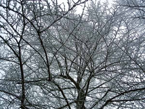 snowed branches