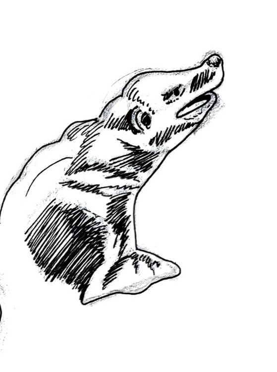 Sea lion