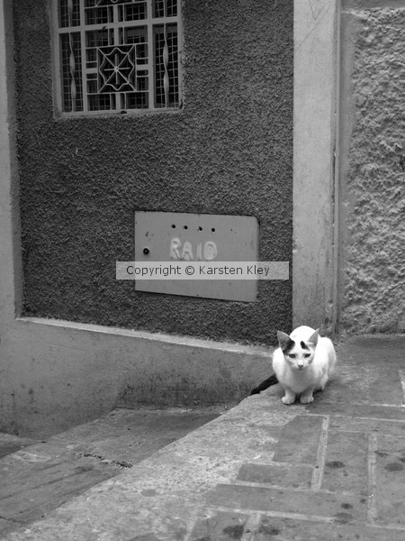 Cat of Marocco
