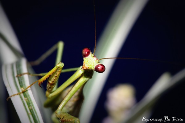 Praying Mantis