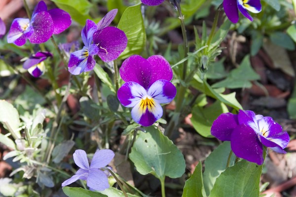 Violets 1, ne0045