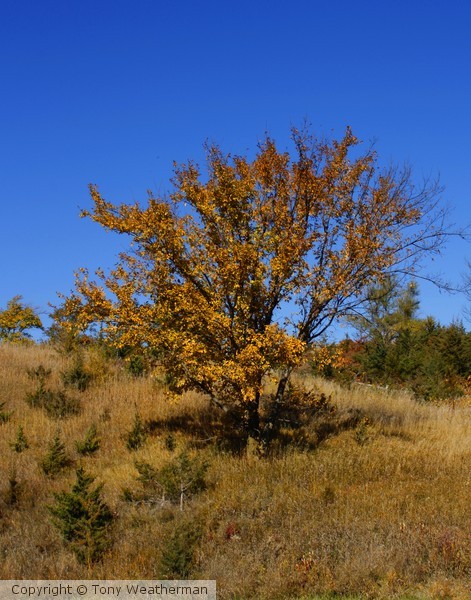 Lone tree ne1253