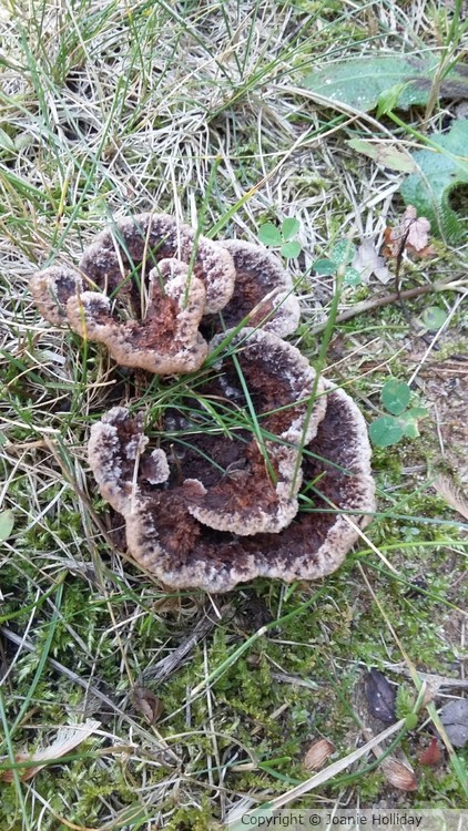 PHOTO- CUTE FUNGI