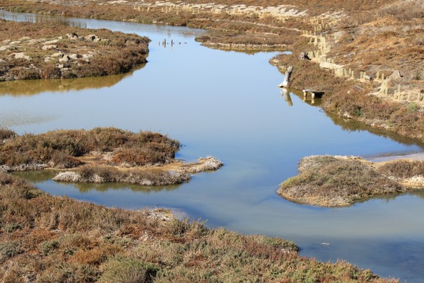 Marsh,San Francisco,Ca. South Bay