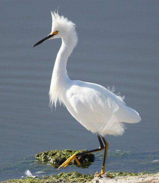 Snowy Egret