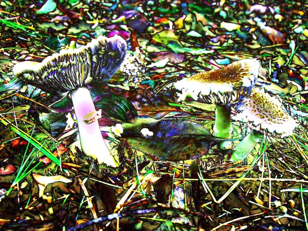 fluted mushrooms