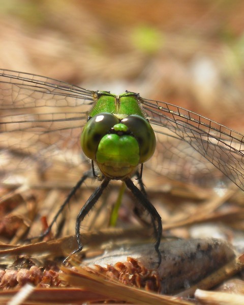 dragonfly 1