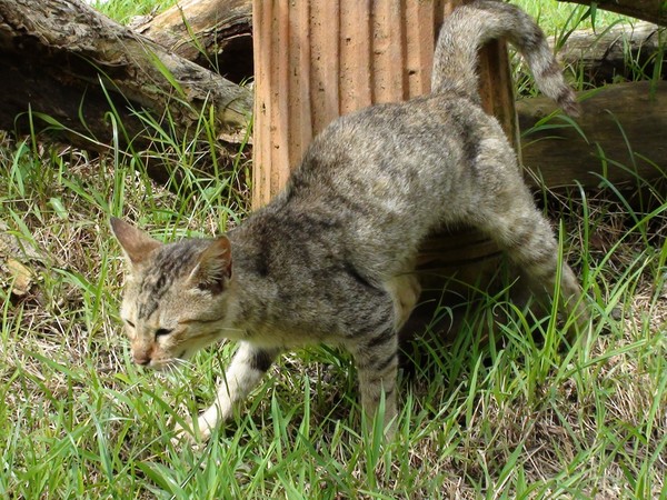 Rat! Rat! I'm looking for You!