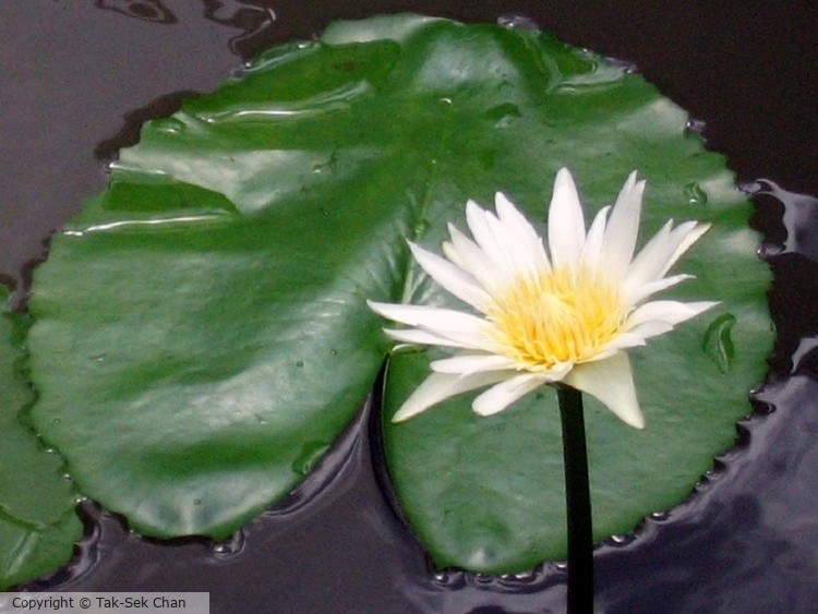 Indian Lotus (Nelumbo nucifera), Hong Kong, 06-30-2008
