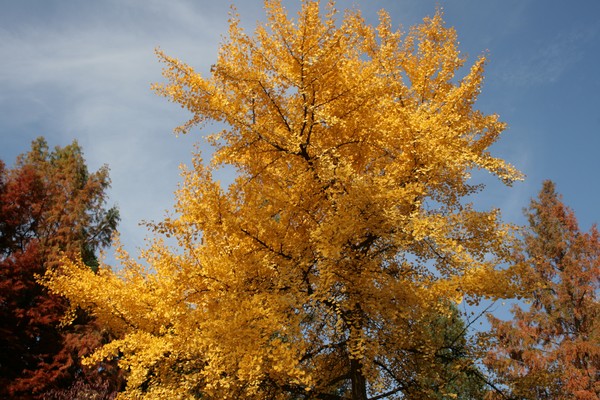 Colors of Autumn