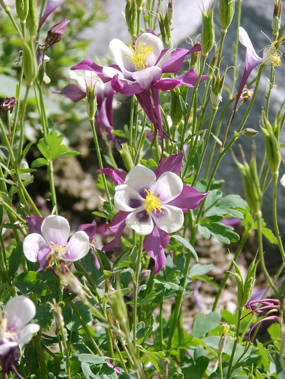 Colombines