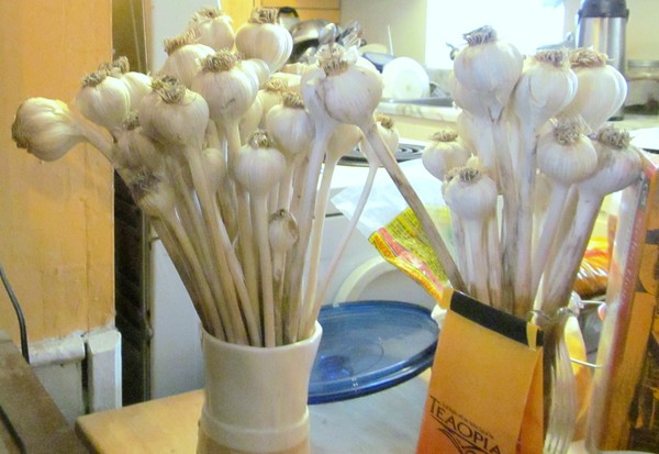 garlic