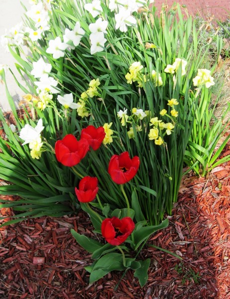 Red Tulip parade