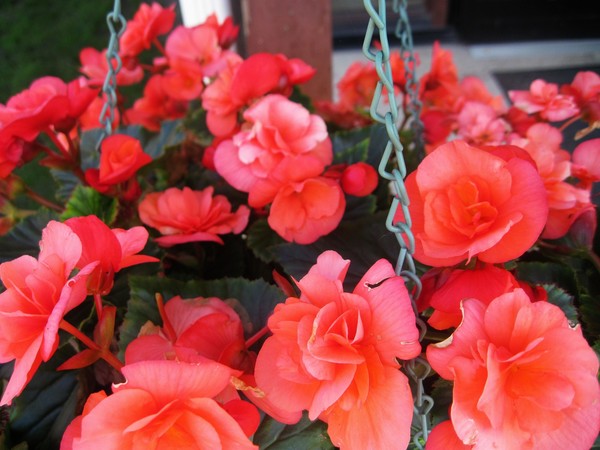 Peachy Porch flowers