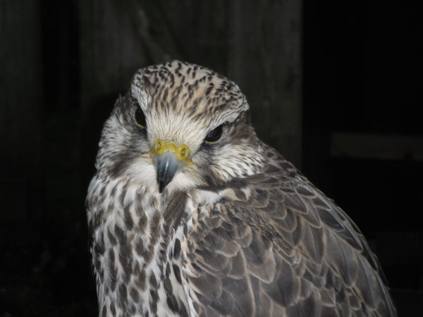 Owls and birds of prey 20