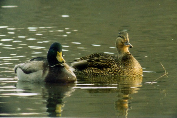 Mallards