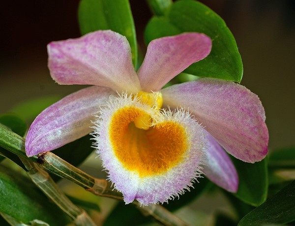 Dendrobium Dreams