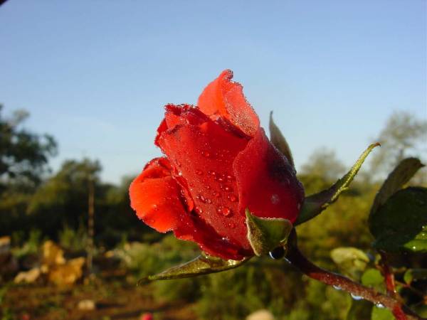 SIMPLY  RED ?
