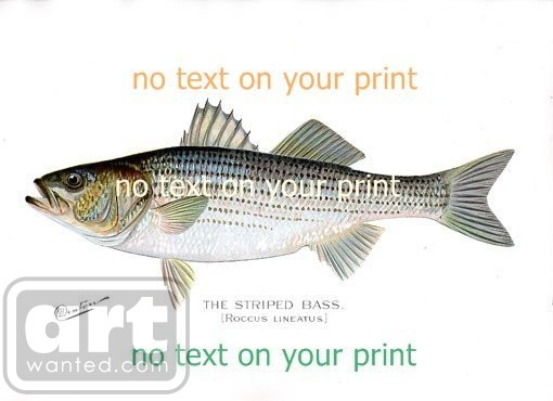 Striped bass