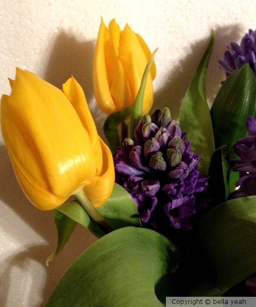 purple and yellow