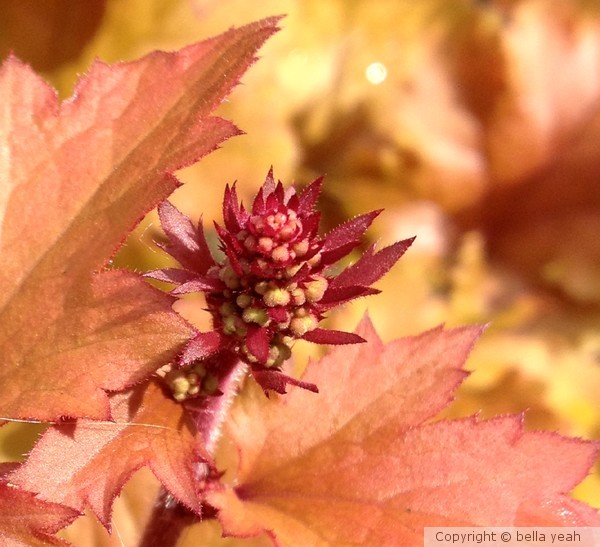 marmalade heuchera buds