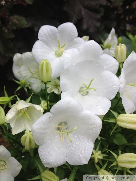 white campanula in the rain