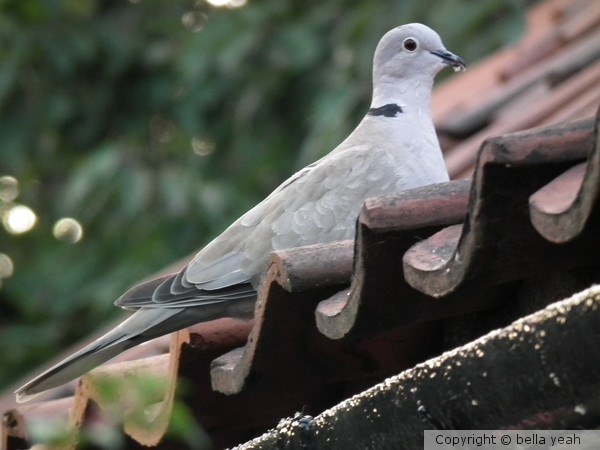 pigeon