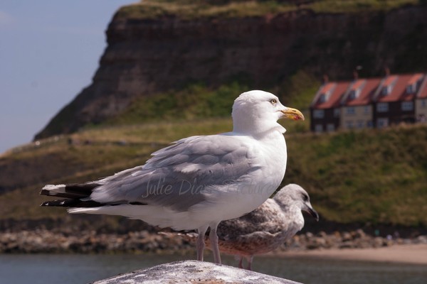 Harbour Master