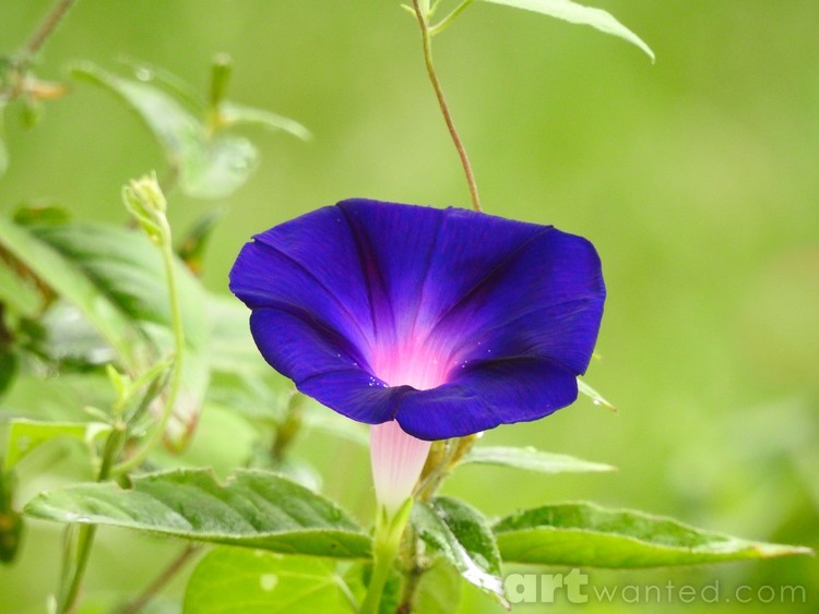 Glory in the Morning