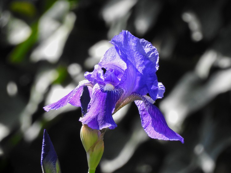 Iris Next Door
