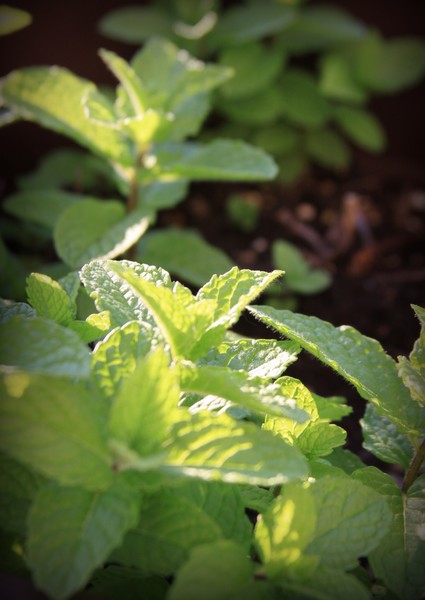 Sweet Mint