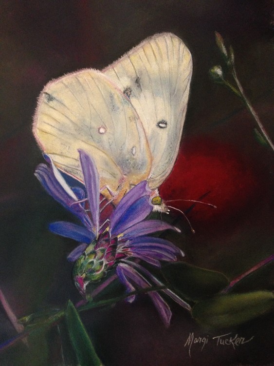 White Butterfly