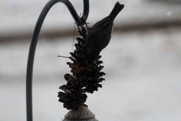 Peanut Butter Pine Cone
