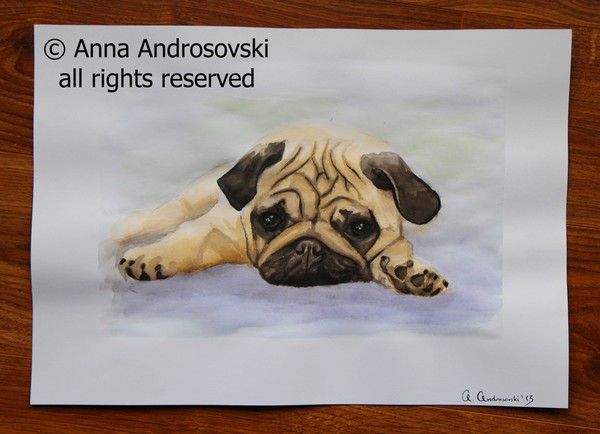 A Little Bulldog