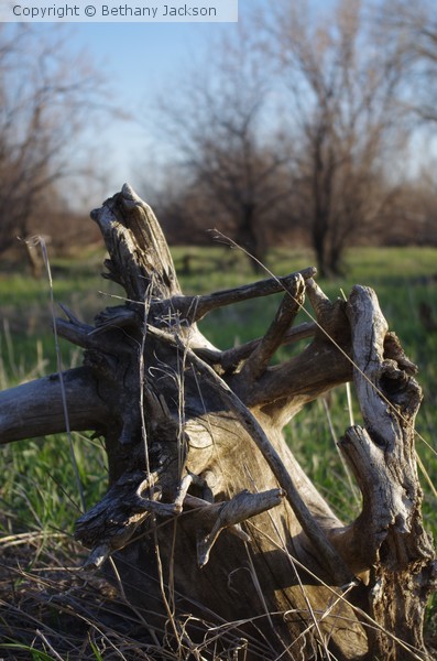 Driftwood