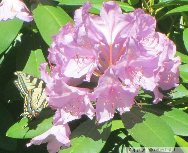 butterfly purple flower 