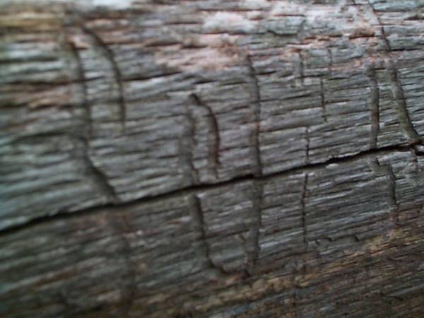 Tree Markings