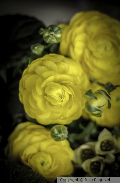yellowflower1