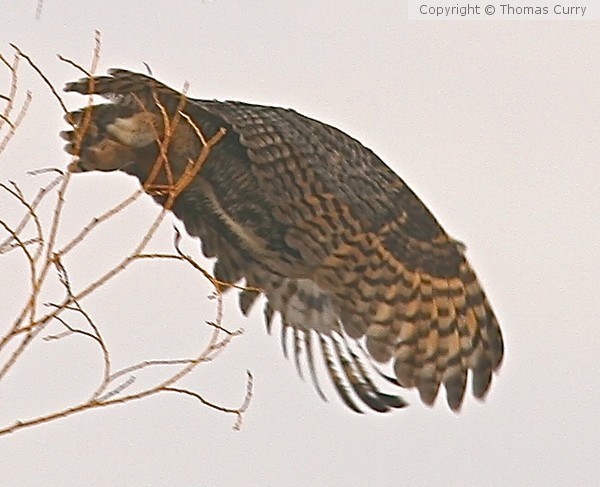 Father Owl evades