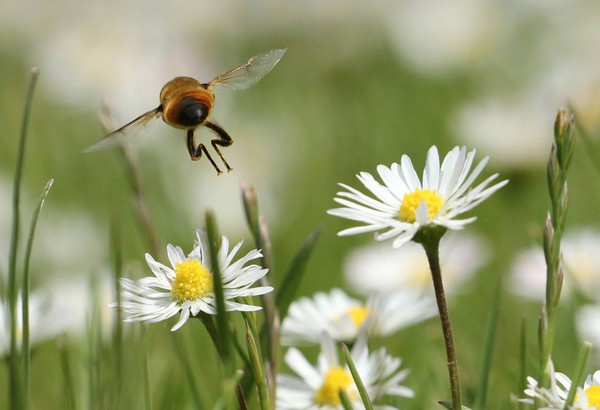 Bees Knees