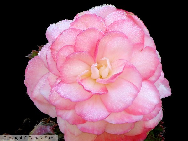 A Morning Rose...