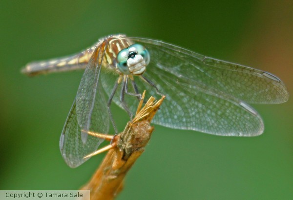 Blue Eyed Darner