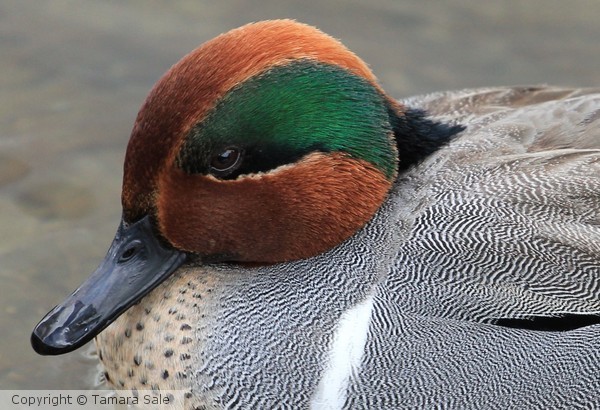 Teal detail