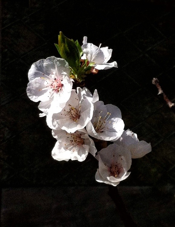 Karen Muro flower