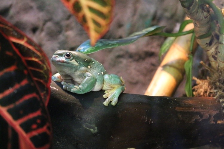 Karen Muro frog